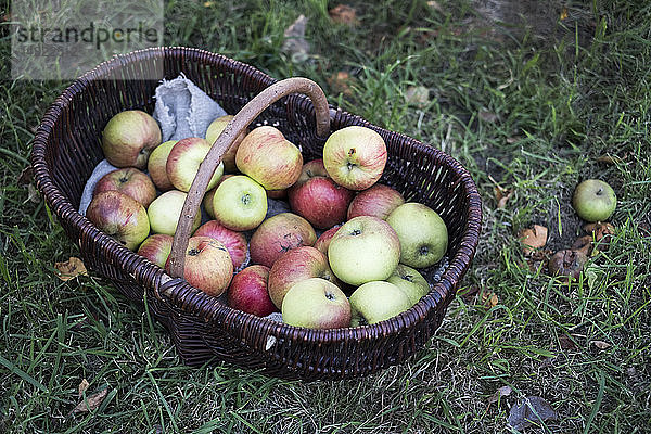 Nahaufnahme mit hohem Winkel von frisch gepflückten Äpfeln in einem braunen Weidenkorb.