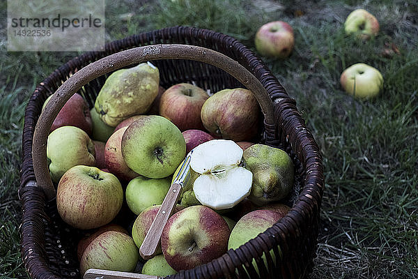 Nahaufnahme mit hohem Winkel von frisch gepflückten Äpfeln in einem braunen Weidenkorb.