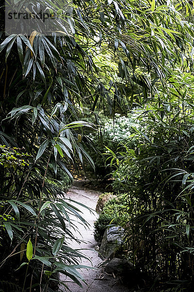 Ein Gartenweg durch hohe Bambuspflanzen und Laub