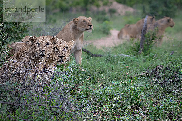 Ein Löwenrudel  Panthera leo  sitzt bei der Jagd im grünen Gras zusammen und schaut auf