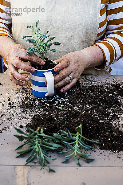 Hochwinkel Nahaufnahme einer Person  die Sukkulente in Blumenerde in einen Kaffeebecher pflanzt  Sukkulentenpflanzen mit Erde an der Wurzel.