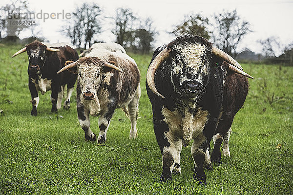 Englische Longhorn-Kühe und Stier stehen auf einer Weide und schauen in die Kamera.