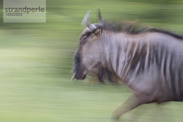 Ein Gnu  Connochaetes taurinus  rennt in Bewegung  blauer  grüner Hintergrund