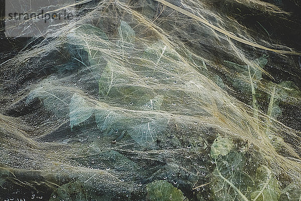 Hochwinklige Nahaufnahme des mit einem Schutznetz bedeckten Blumenkohlfeldes  Tautropfen.