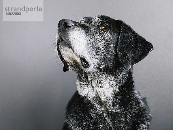 Ein Mischlingshund mit schwarzem Fell  ein Therapiehund  eine Mischrasse aus Großem Pyrenäengebirgshund und Anatolischem Schäferhund.
