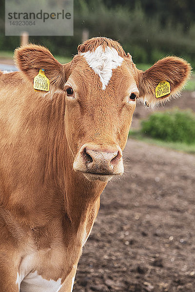 Piebald rot-weiße Guernsey-Kuh auf einer Weide mit Blick in die Kamera.