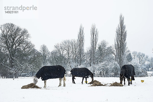 Drei Pferde mit Pferdedecken stehen in einer schneebedeckten Koppel und fressen Heu.