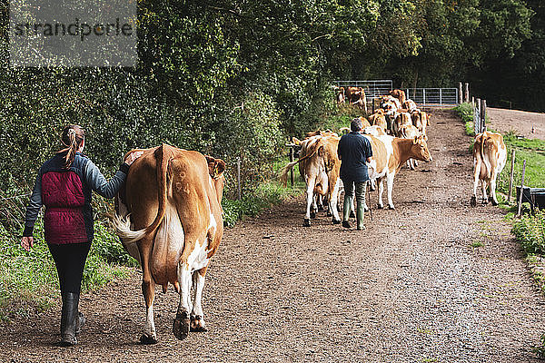 Junge Frau treibt eine Herde Guernsey-Kühe entlang einer Landstraße.