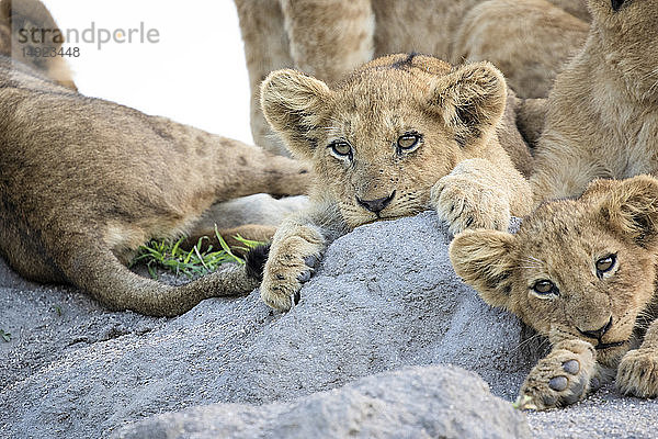 Löwenbabys  Panthera leo  liegen zusammen auf einem Termitenhügel  die Ohren nach vorne gerichtet  aus dem Rahmen schauend