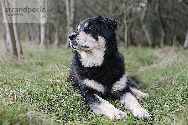 Ein Mischlingshund mit schwarzem Fell mit weißen Flecken  ein Therapiehund  der im Freien auf dem Gras liegt.