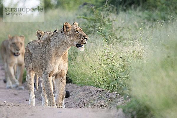 Ein Löwenrudel  Panthera pardus  läuft in einer Reihe auf einer von grünem Gras flankierten Sandstraße und schaut aus dem Rahmen