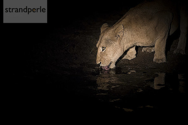 Eine Löwin  Panthera pardus  kauert sich nachts hin und trinkt aus einem Wasserloch  die Zunge herausgestreckt  vom Scheinwerferlicht beleuchtet