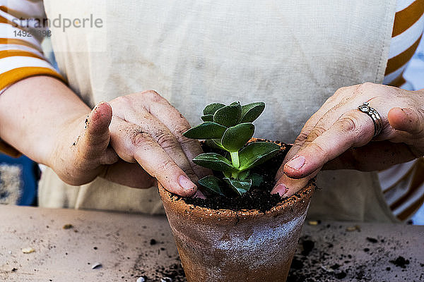 Hochwinkel-Nahaufnahme einer Person  die Sukkulenten in Blumenerde in einem Terrakottatopf pflanzt.