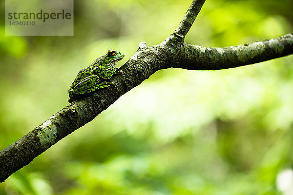 Waldgrüner Laubfrosch