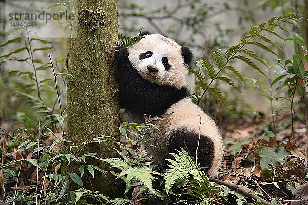 Großer Panda  China