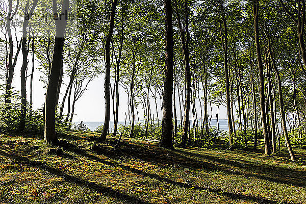 Landschaft mit Wald und Großem Jasmunder Bodden  Bergen  Rugen  Mecklenburg-Vorpommern  Deutschland