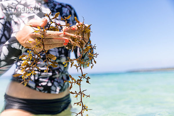 Frau mit einer Handvoll Seetang im Meer  Pagudpud  Ilocos Norte  Philippinen