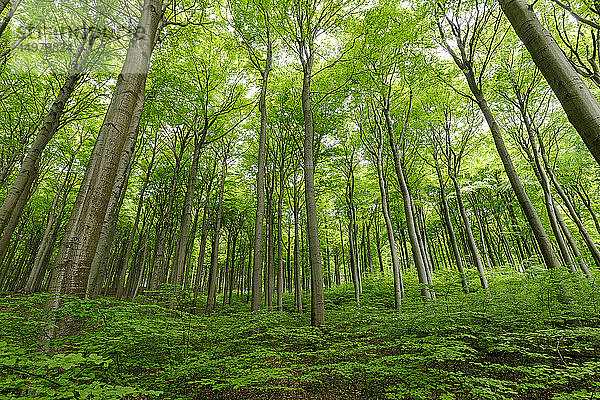 Grüne Waldlandschaft  Nationalpark Jasmund  Sassnitz  Rugen  Mecklenburg-Vorpommern  Deutschland