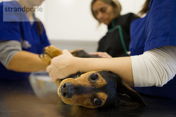 Tierarzt und Krankenschwestern bereiten Hund auf Behandlung vor