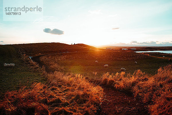 Schafe auf der Weide  Myvatn-See  Akureyri  Eyjafjardarsysla  Island