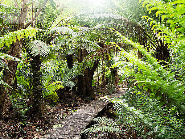 Pfad durch grüne Baumfarne  Wilson's Promontory National Park  Victoria  Australien