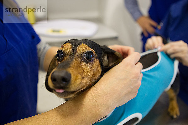Tierarzt und Krankenschwestern bereiten Hund auf Behandlung vor