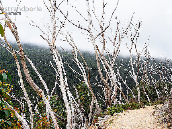 Reihe kahler Baumkronen entlang des Weges über einem ländlichen Tal  Wilson's Promontory National Park  Victoria  Australien