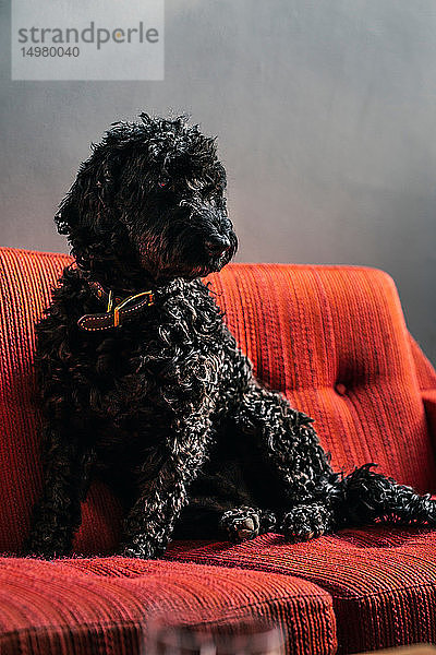Schwarzer Haushund auf Sofa