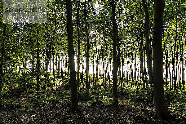 Landschaft mit sonnenbeschienenem Wald und Großem Jasmunder Bodden  Bergen  Rugen  Mecklenburg-Vorpommern  Deutschland