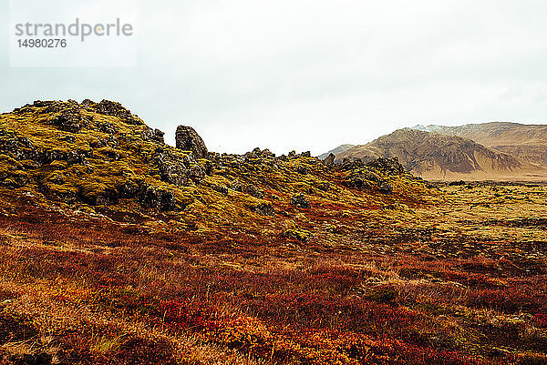 Mit Moos bedecktes Lavagestein  Reykjavík  Gullbringusysla  Island