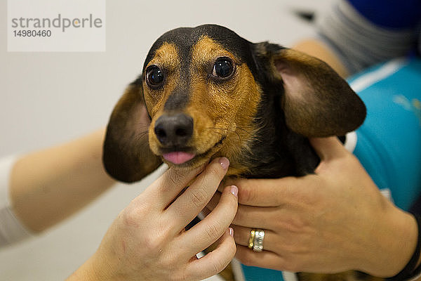 Tierärzte trösten Hund vor der Behandlung