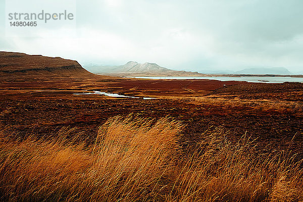 Herbstlandschaft  Reykjavík  Gullbringusysla  Island