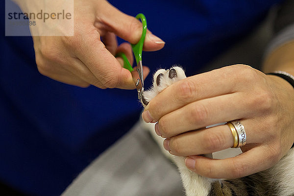 Tierarzt schneidet Klaue von Tierpfote