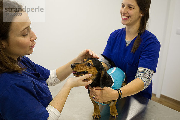 Tierärzte trösten Hund vor der Behandlung