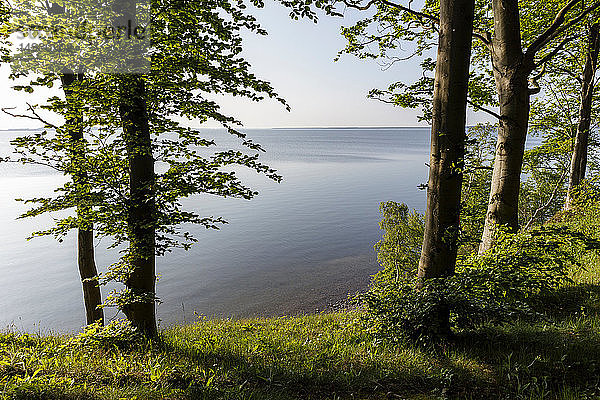 Blick durch Bäume zum Großen Jasmunder Bodden  Bergen  Rugen  Mecklenburg-Vorpommern  Deutschland