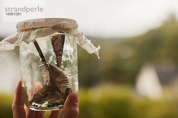 Monarch-Schmetterling im Glas in der Hand haltend