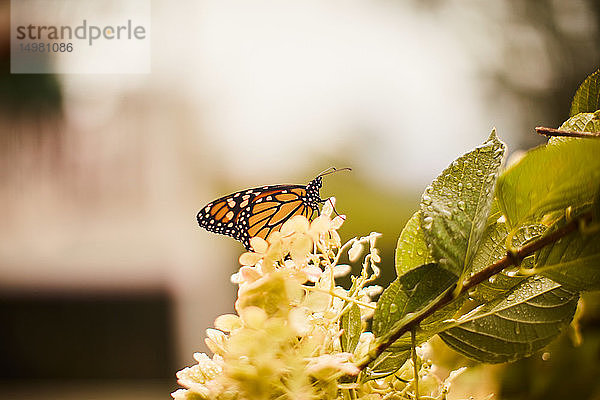 Monarchfalter auf Blüte sitzend