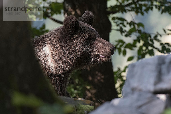 Europäischer Braunbär (Ursus arctos)  Seitenansicht  Wald von Notranjska  Slowenien