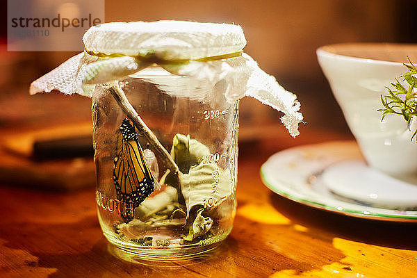 Monarch-Schmetterling im Glas