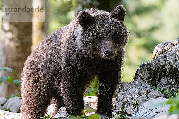 Europäischer Braunbär (Ursus arctos) auf Felsen im Wald von Notranjska  Slowenien