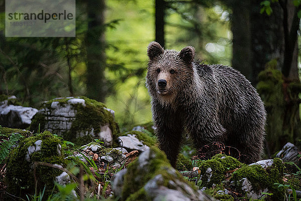 Europäischer Braunbär (Ursus arctos) beim Spaziergang im Wald von Notranjska  Slowenien