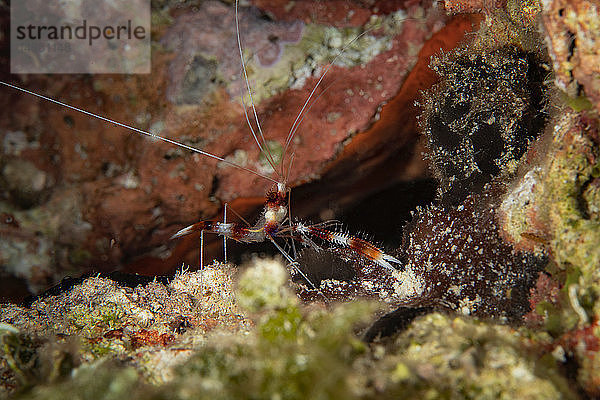 Unterwasseraufnahme einer Büschelkorallengarnele auf der Jagd  Nahaufnahme  Eleuthera  Bahamas