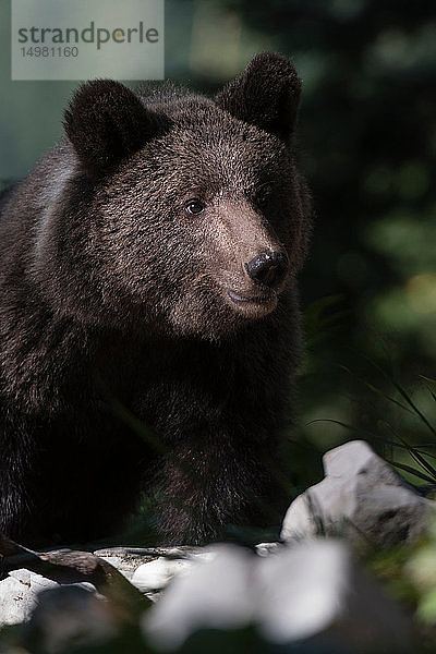 Europäischer Braunbär (Ursus arctos) im Wald von Notranjska  Slowenien