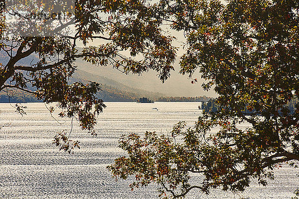 Blick auf den See durch Bäume