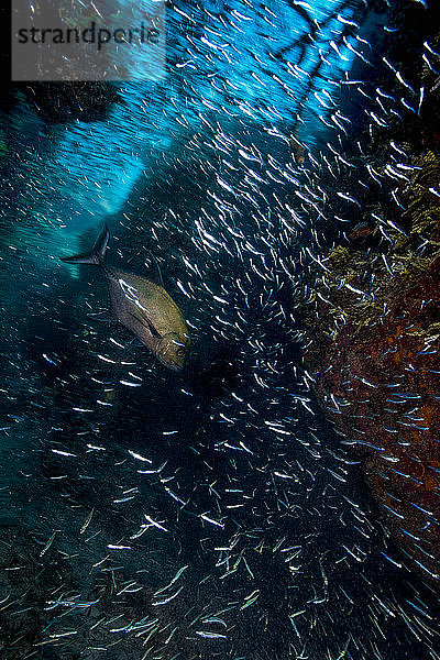 Unterwasseraufnahme eines durch einen Schwarm silberner Fische schwimmenden Wagenhebers  Eleuthera  Bahamas