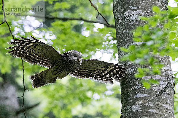 Habichtskauz (Strix uralensis) auf der Flucht  Wald von Notranjska  Slowenien