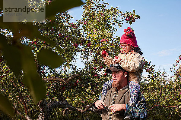 Vater und Tochter pflücken Äpfel vom Baum