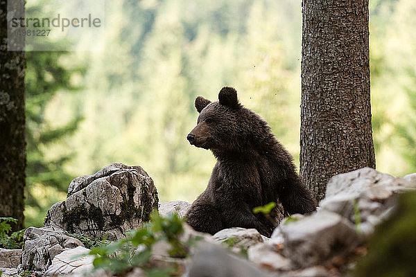 Europäischer Braunbär (Ursus arctos) schaut über die Schulter im Wald von Notranjska  Slowenien