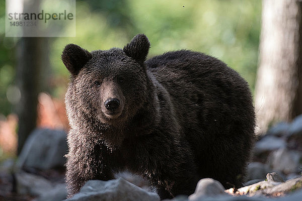 Europäischer Braunbär (Ursus arctos)  Porträt  Wald von Notranjska  Slowenien