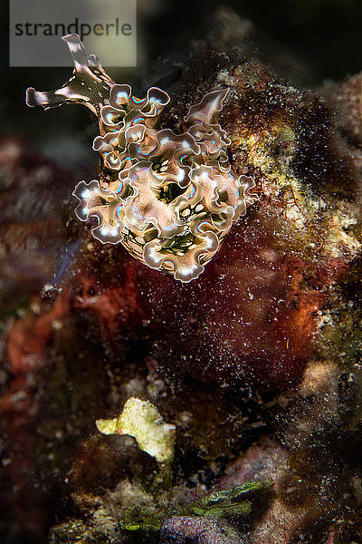 Unterwasseraufnahme einer Meeressalatschnecke  Nahaufnahme  Eleuthera  Bahamas
